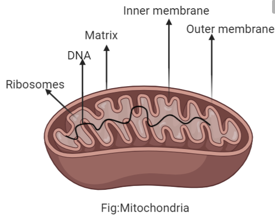 Choose the incorrect statement about mitochondria.A. Has 80S ribosome.B ...