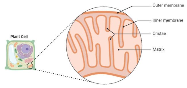 Which Of The Following Is Not Common In Chloroplast Class 11 Biology Cbse