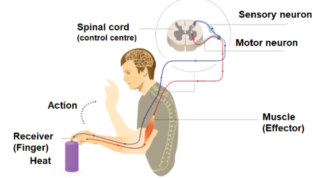 What is in the correct order for general reflex arc?