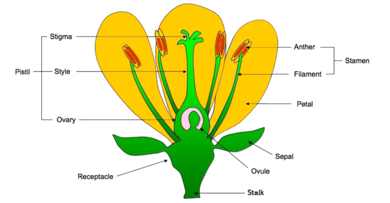 Sketch The Reproductive Parts Of A Flower 