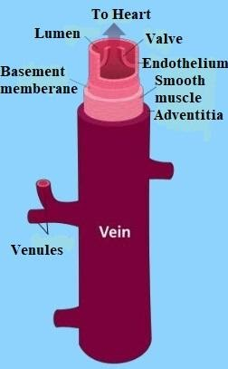 What are Veins?