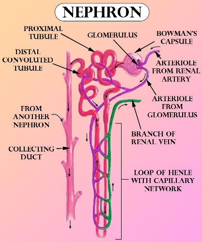 renal tubule and renal corpuscle