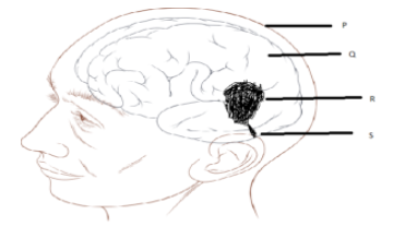 Pneumotaxic centre is located in a Medulla oblongata class 11 biology CBSE