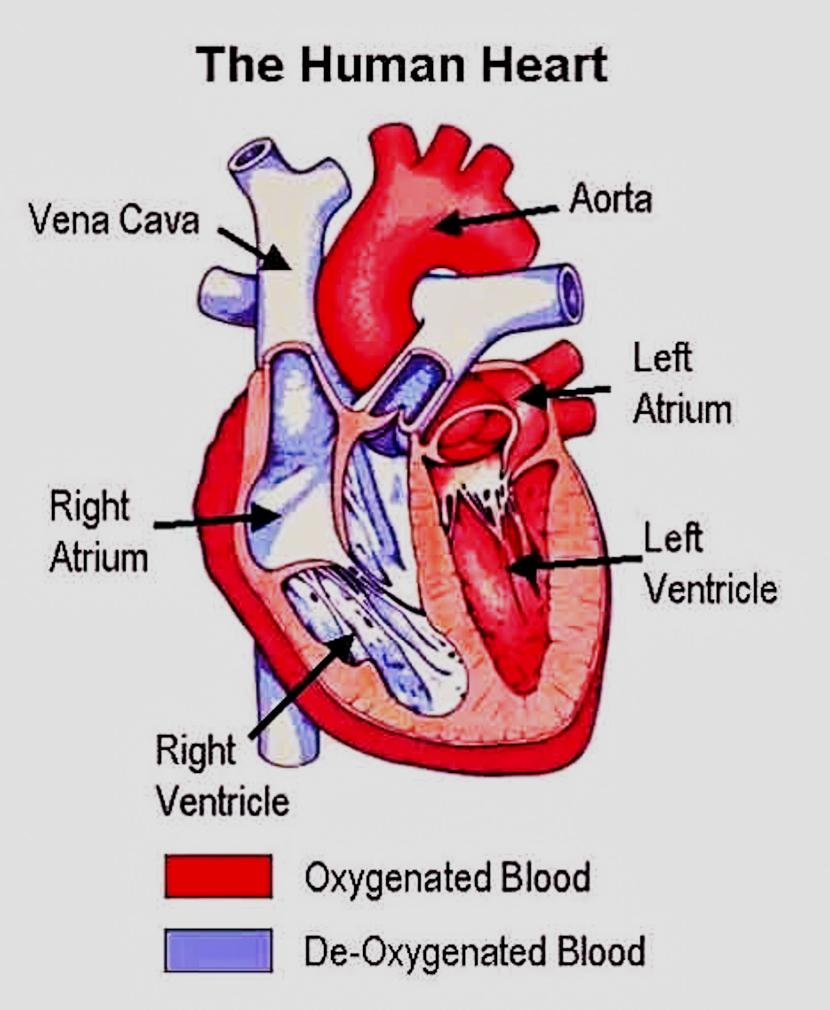 Deoxygenated Blood Is Found InA Right VentricleB Pulmonary VeinC 