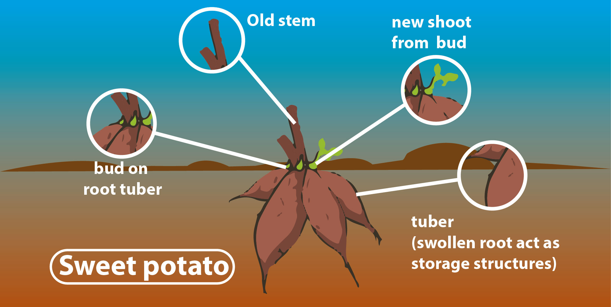 Sweet Potato Life Cycle