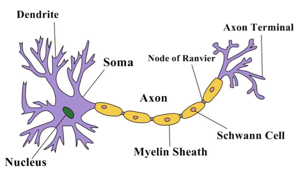 full neuron diagram labeled