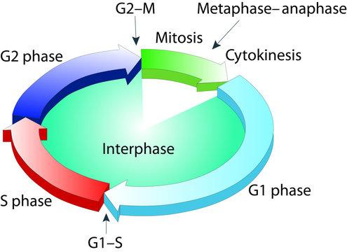 How does cell division play a role in hair Growth?