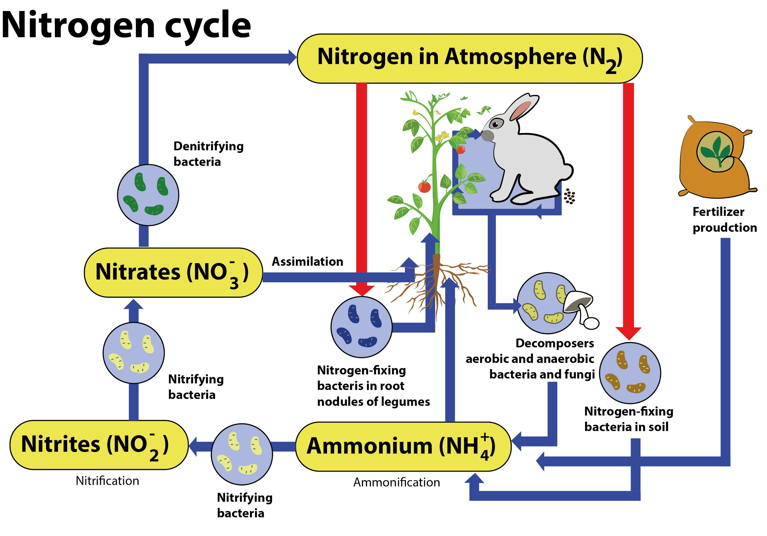 Describe The Nitrogen Cycle With The Help Of A Diagram 