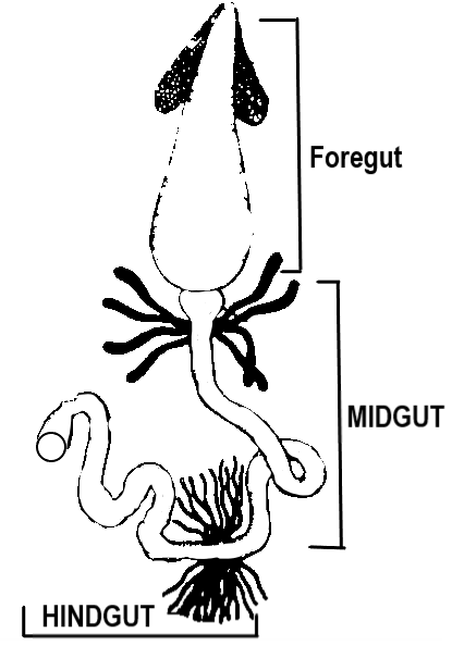 cockroach digestive system