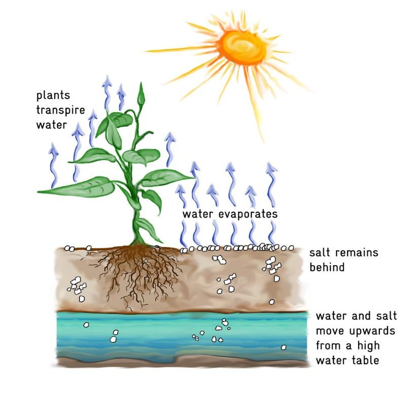 Does Transpiration Serve Any Useful Function In The Plant Explain 