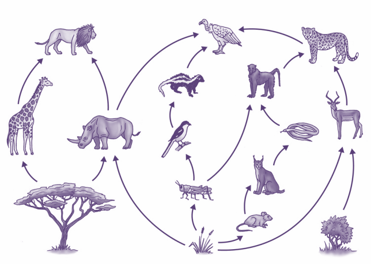 model-easy-science-science-models-physical-science-easy-science