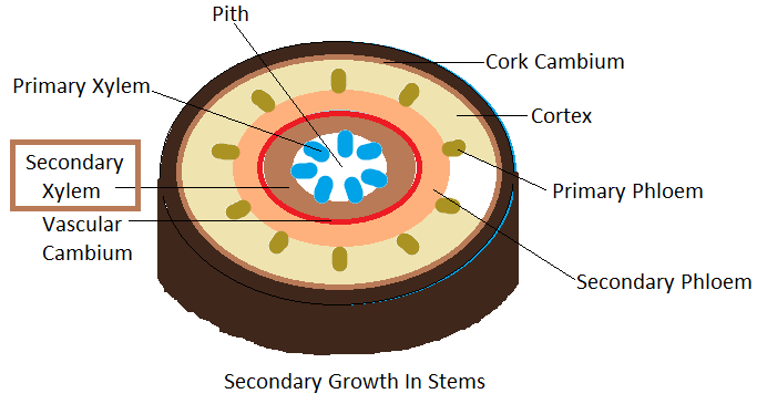 xylem and phloem diagram for kids