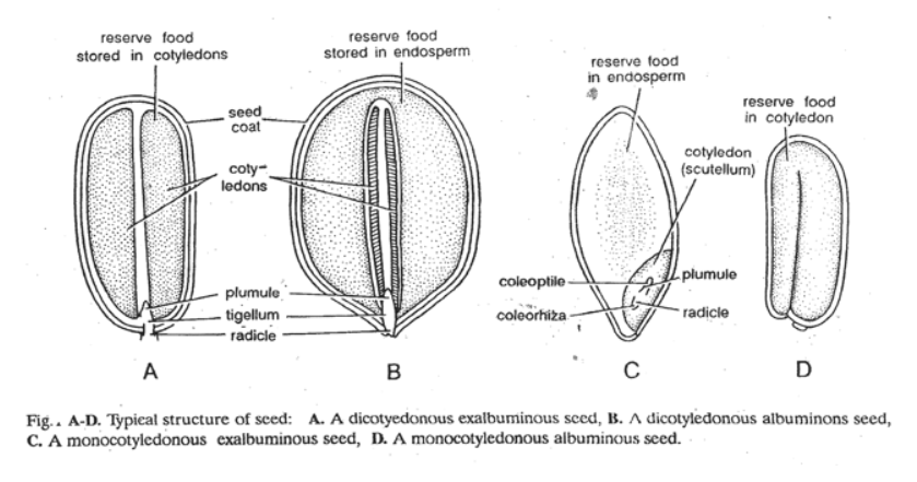 Why is fertilization in an angiosperm referred to as double ...