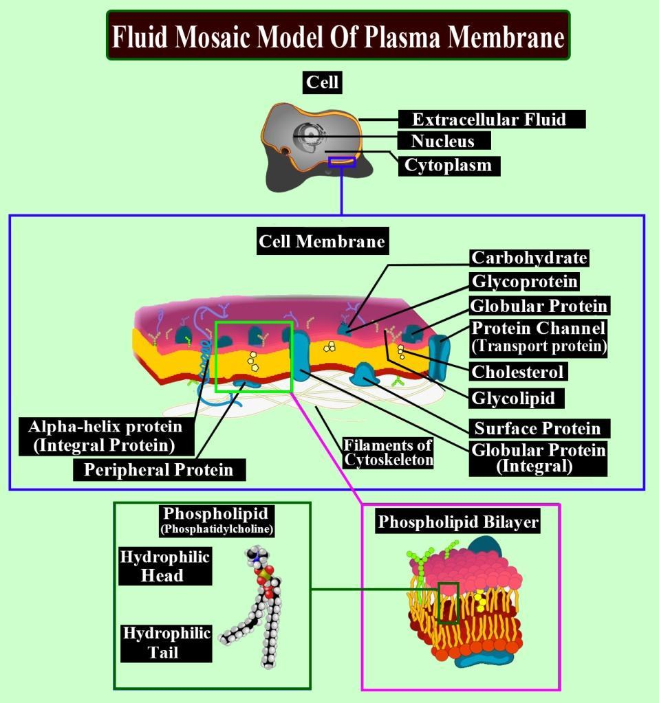 The fluid mosaic model of the plasma membrane shows class 11 biology CBSE