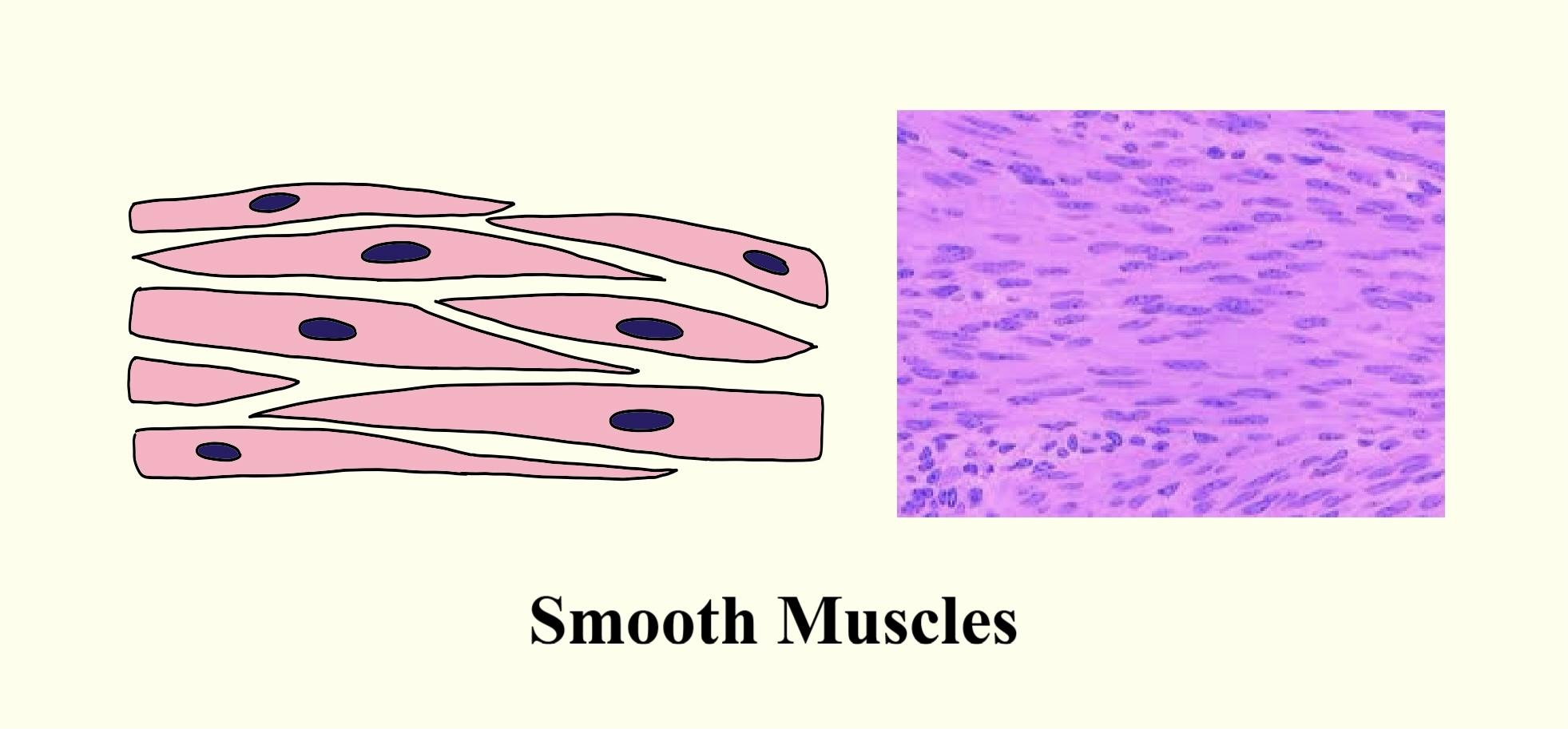 Unstriated muscles are found in(a) Veins(b) Arteries(c) Uterus(d) All ...