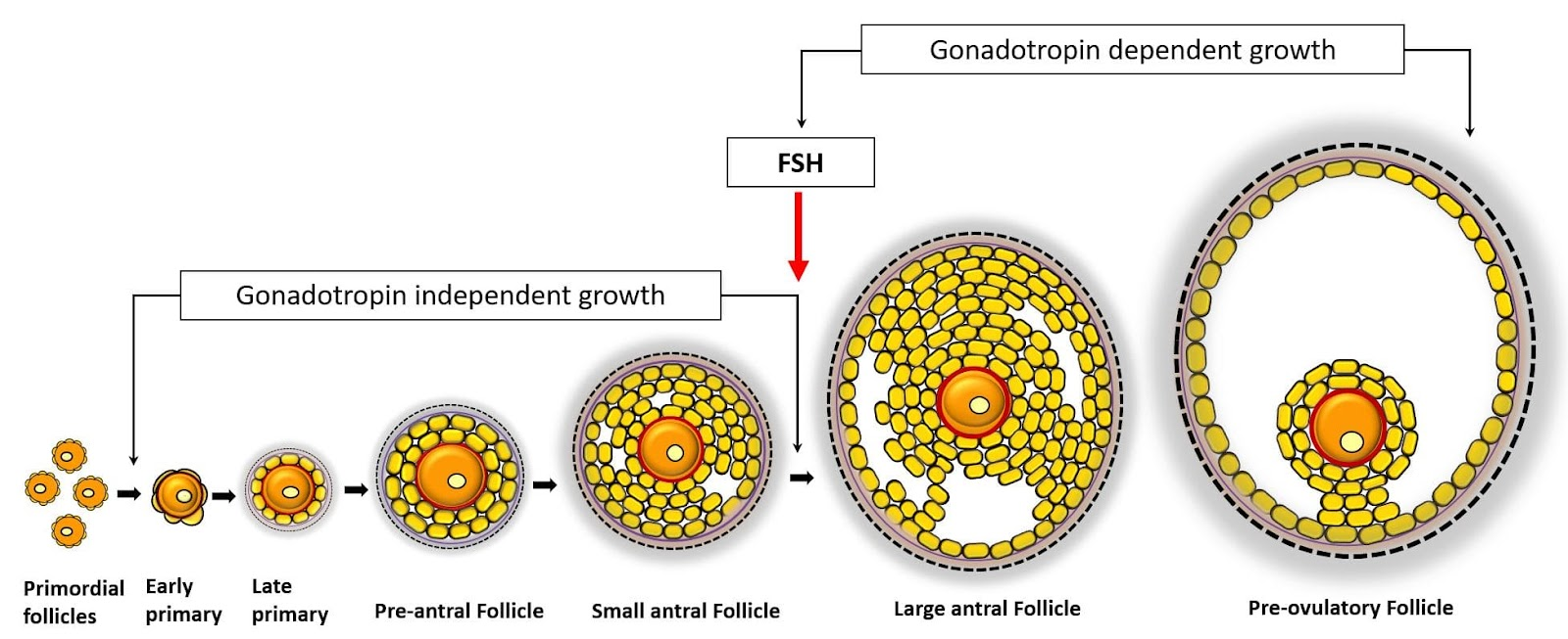 What are the stages of follicular development?