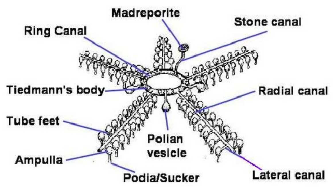 Function Of Water Vascular System Conventionaltips