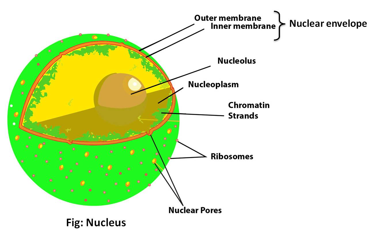 State The Differences Between Nucleus And Nucleolu Class Biology Cbse ...