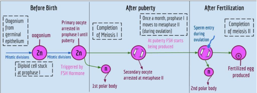 haploid or diploid first polar body