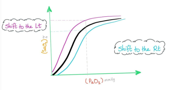 The Graph Shows An Oxygen Dissociation Curve For Haemoglobin Where In