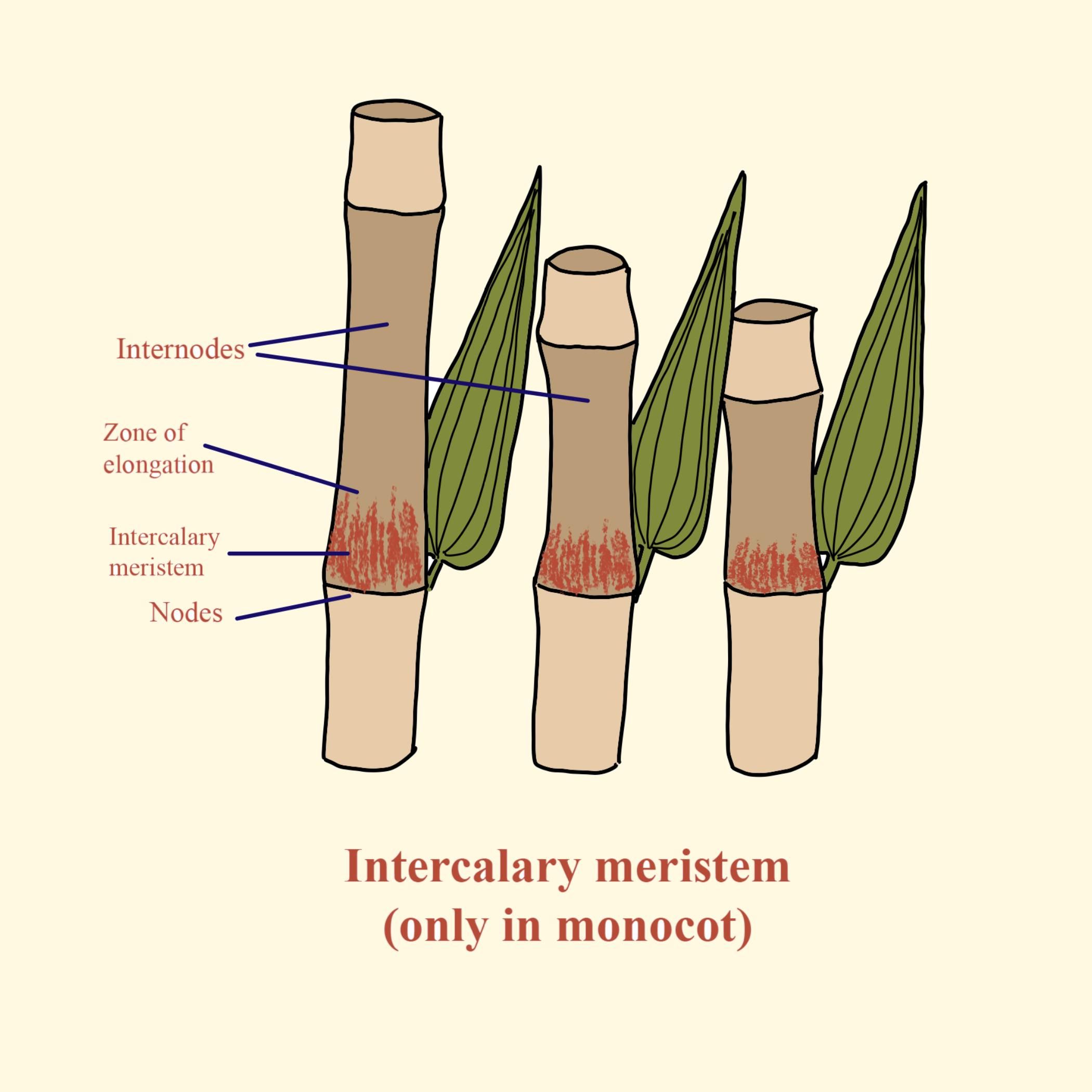 intercalary meristem in grasses
