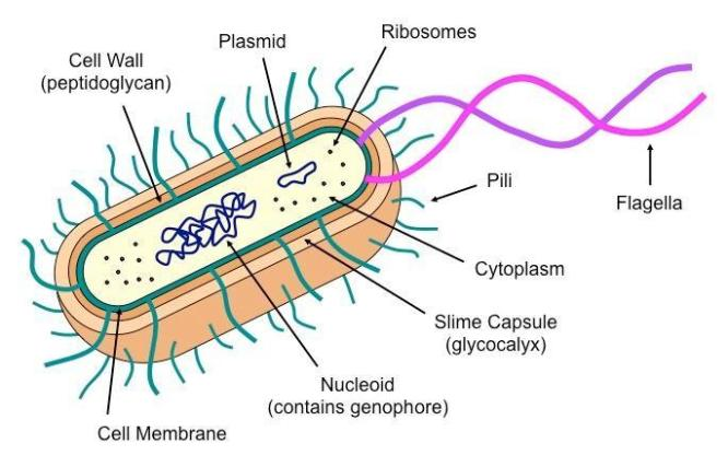 e coli diagram