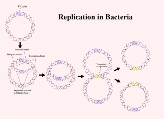 origin of replication bacteria