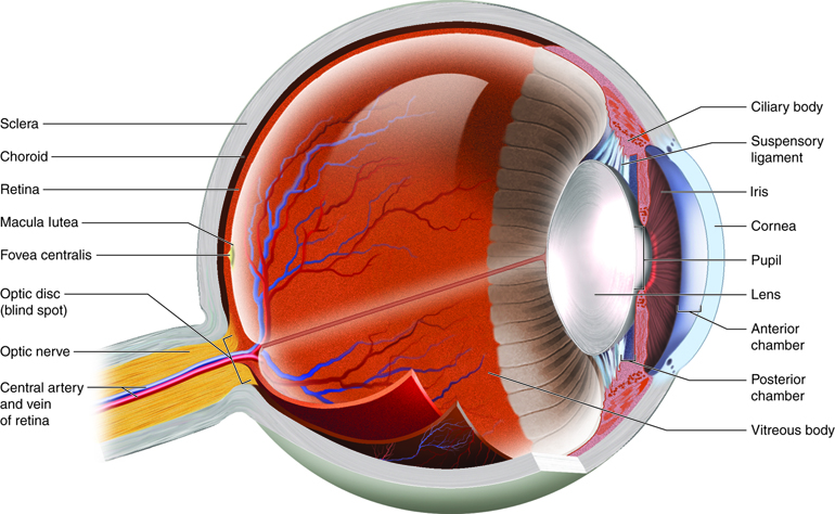 The film of the camera is compared to which part of the human eye?(A ...