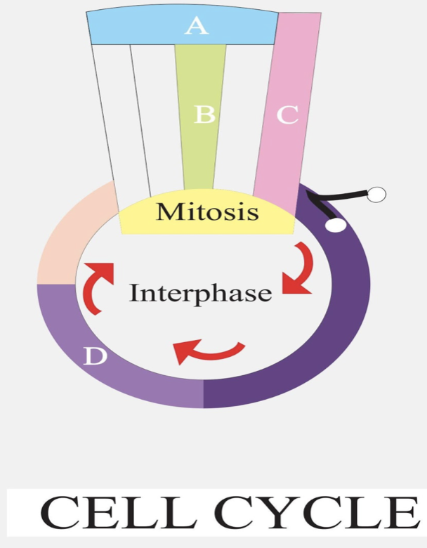 Given below is a schematic breakup of the phases or stages of the cell ...