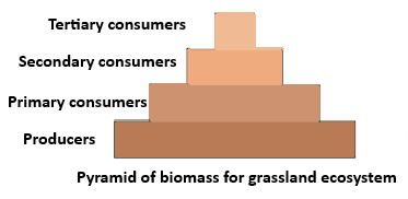 A pyramid of biomass is based on the number of organisms at each ...