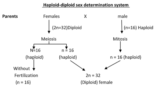 The Type Of Sex Determination In Honey Bee Isa Diploidyb Haplo Diploidyc Zz Zwd Haploidy