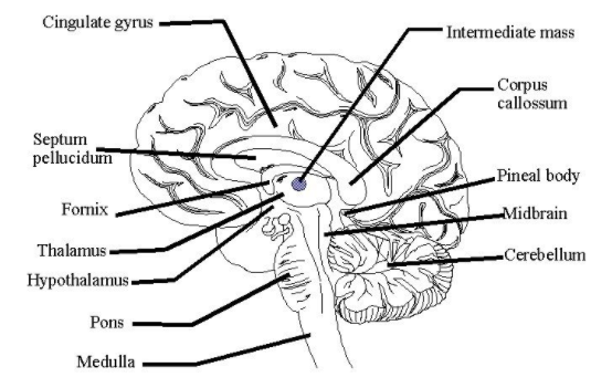 S04E02 How to draw Human Brain diagram easily  Class 10  Biology  YouTube