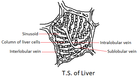 Liver Anatomy Overview Gross Anatomy Microscopic Anatomy