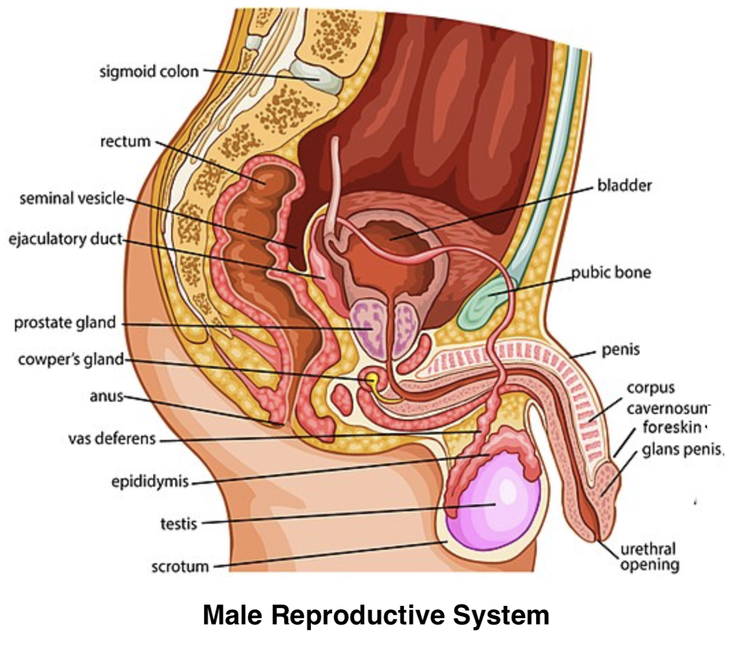 Consider the following four statements (A-D) and select the option which  includes all the correct onesA) The male sex accessory ducts. Include  testis, vasa efferentia, epididymis, and vas deferens.B) Leydig cells  synthesize