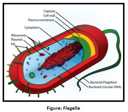 The cell organelle involved in the formation of a flagellum or cilium ...