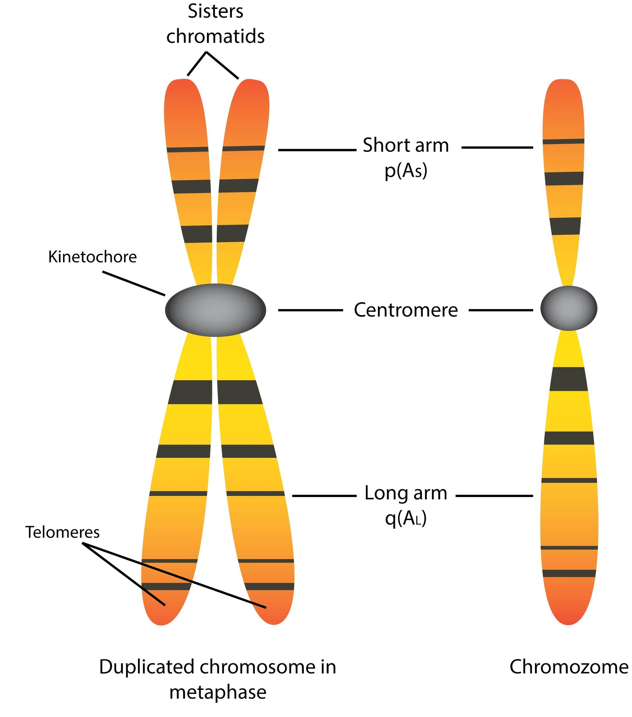 Chromatid Isa One Half Of Chromosomeb Haploid Chromosomec