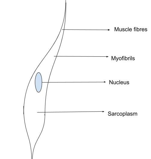 Smooth Muscle Diagram Labeled Class 9 Draw Well Labelled Diagram Of Various Types Of Muscles Present In Human Body Brainly In Label The Major Muscles Of The Body Adellez Feud