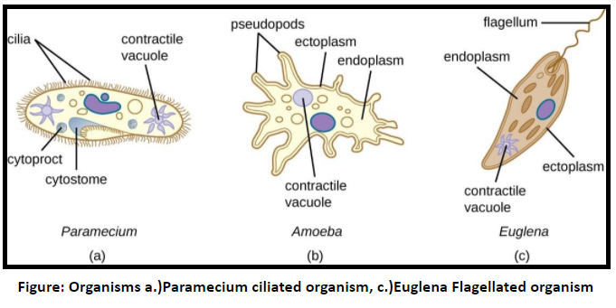The Cell Organelle Involved In The Formation Of A Flagellum Class 9 Biology Icse