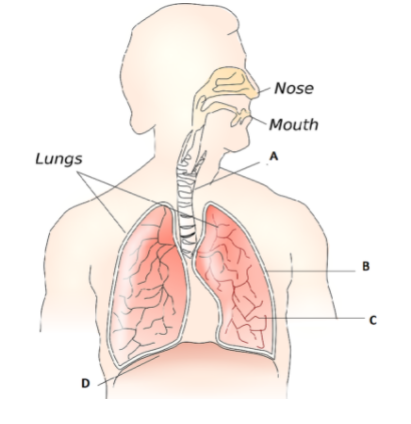 The Figure Shows Diagrammatic View Of The Respiratory System With 