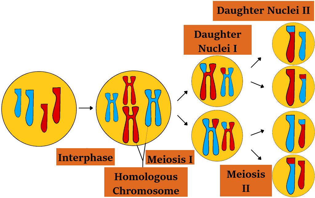 During meiosis there is(a) One round of DNA replication and one ...