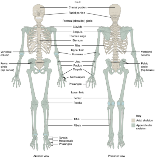 skeletal system organs