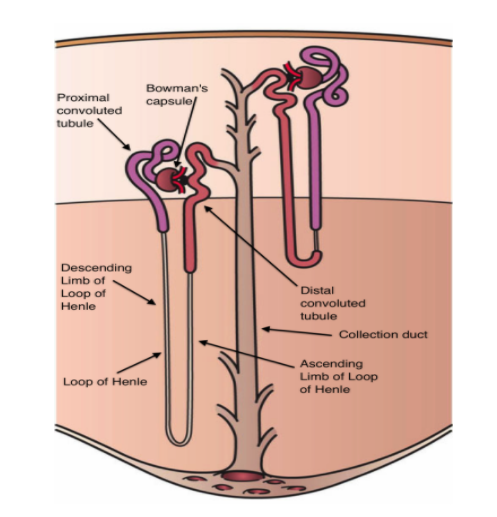 Draw And Explain The Structure Of Nephrons Explain Class Biology Cbse