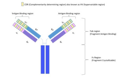 Chemically, an antibody is a –A. ProteinB. LipoproteinC. LipidD ...