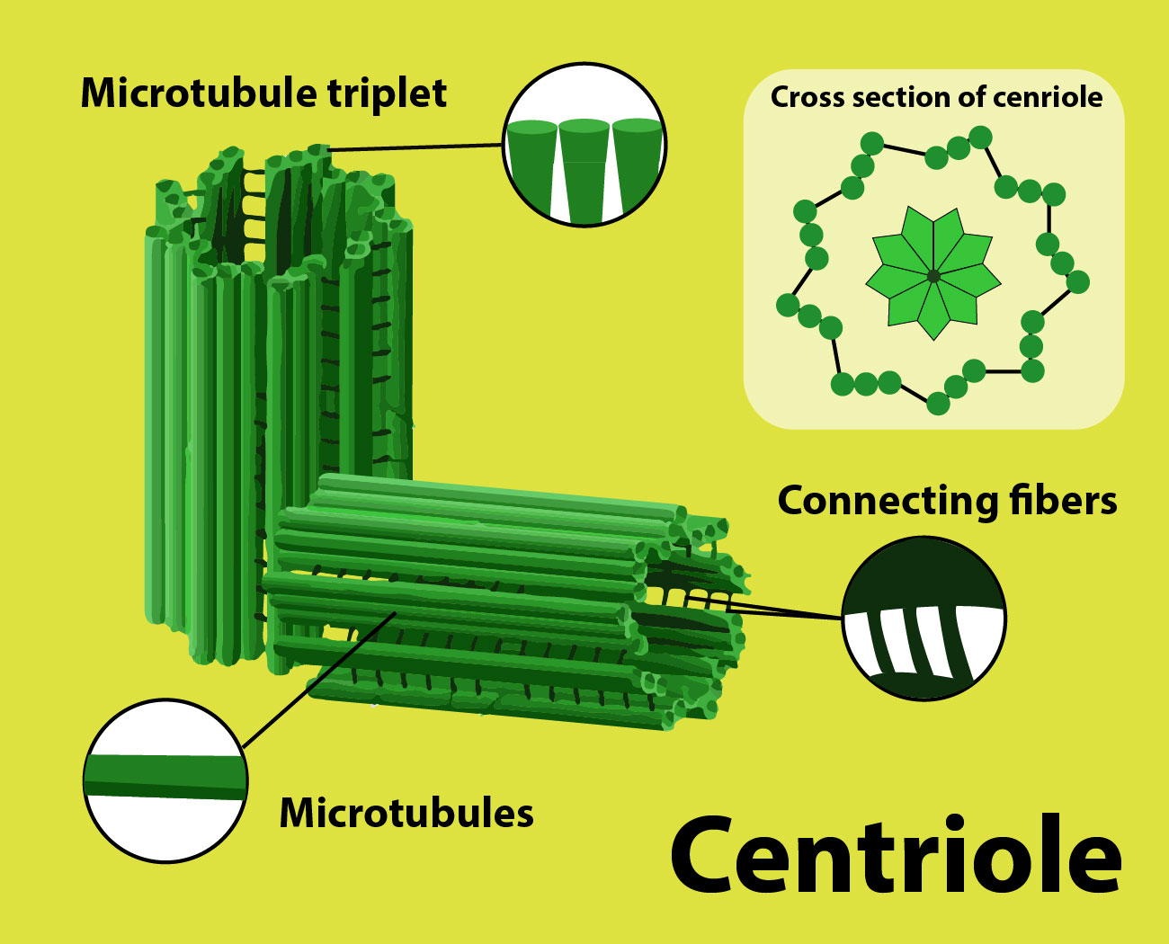 Microtubules Take Part In a Formation Of Spindle Fibres b Movement Of 