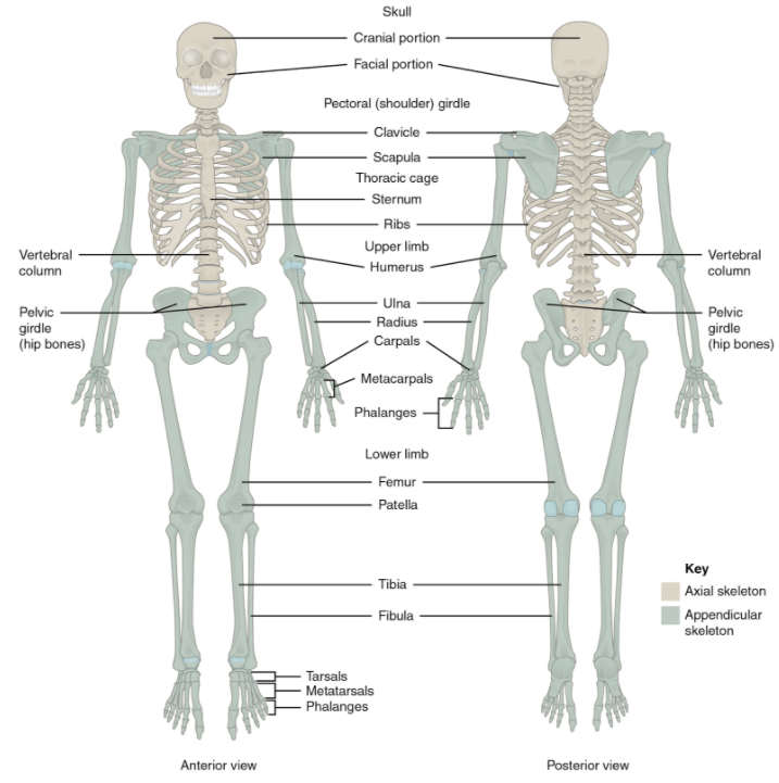 14722 Human Skeleton Labelled Images Stock Photos  Vectors  Shutterstock