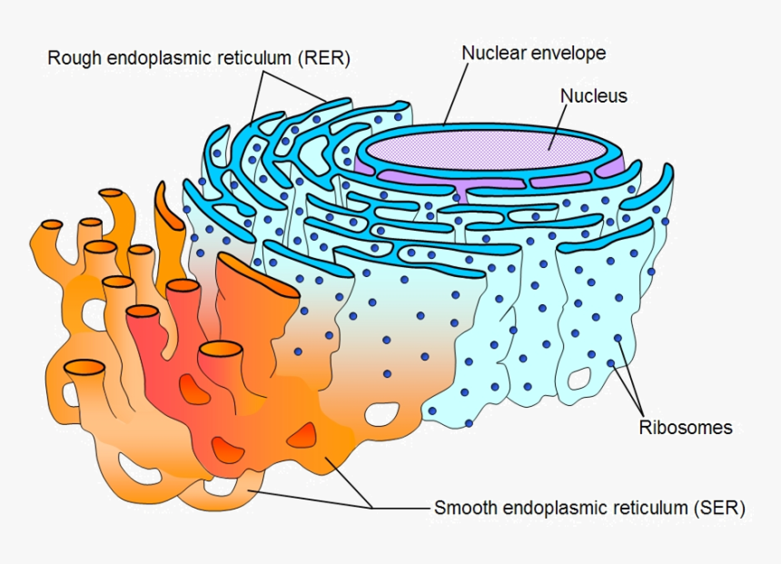 explain-the-endoplasmic-reticulum-with-its-types-and-functions