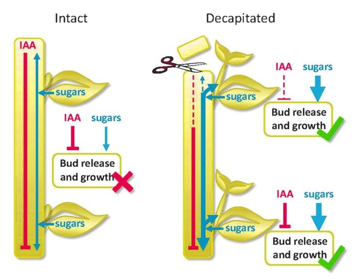 which-hormone-is-responsible-for-apical-growth-a-iaab-abscisic-acidc