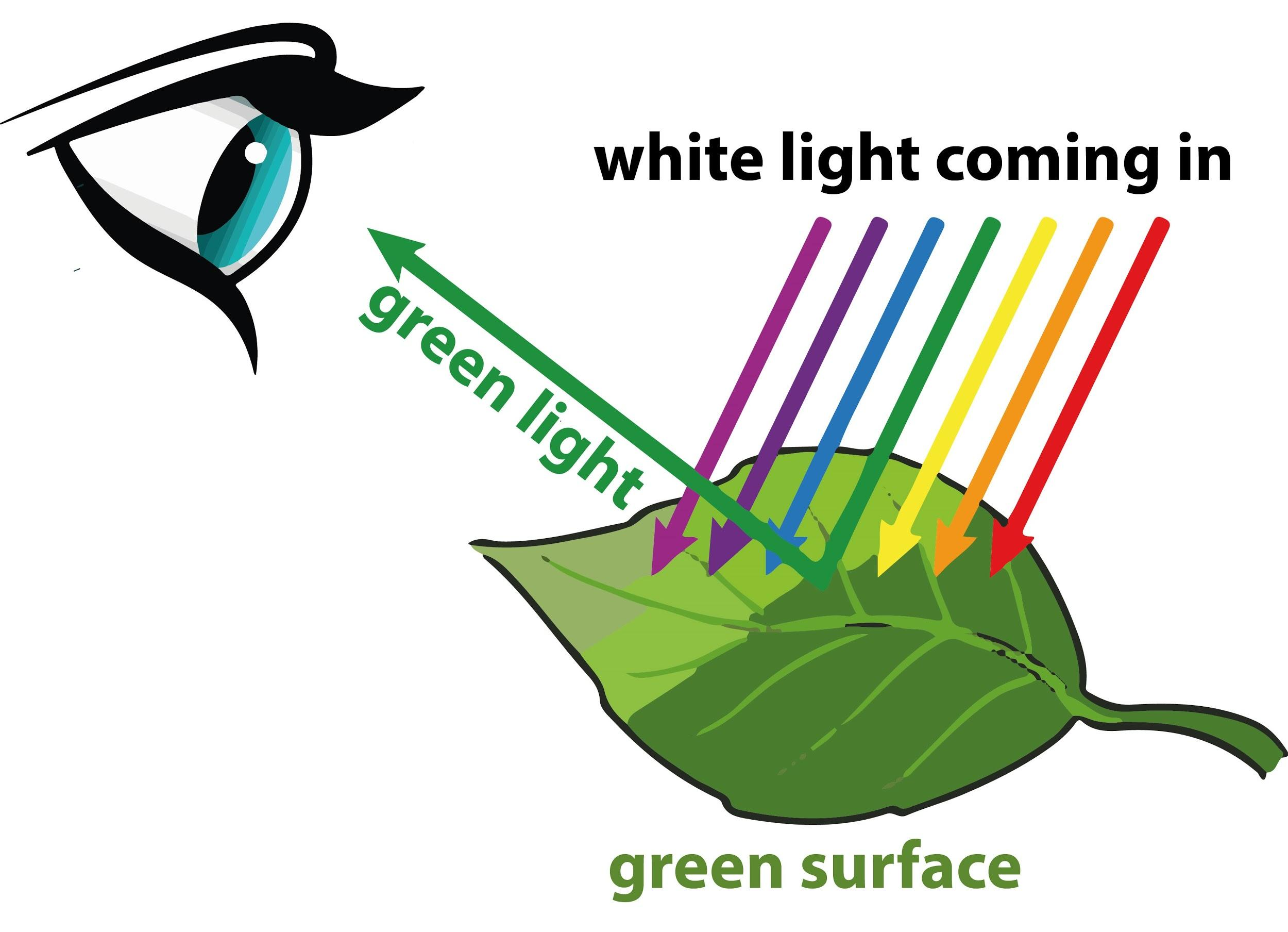 Plants Are Green In Colour Because a They Absorb Green Light Only b 