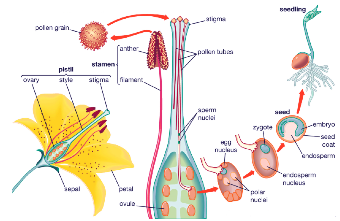 The Male Reproductive Organs In Plants AreA SepalsB StamensC PetalsD 