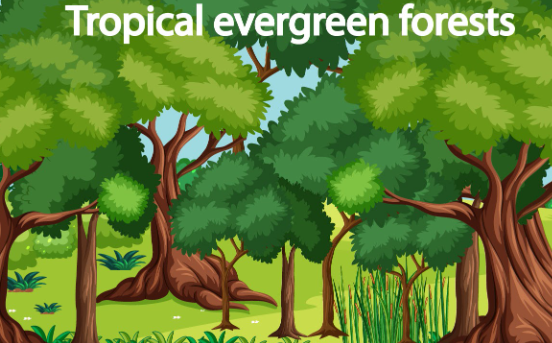 evergreen forest drawing